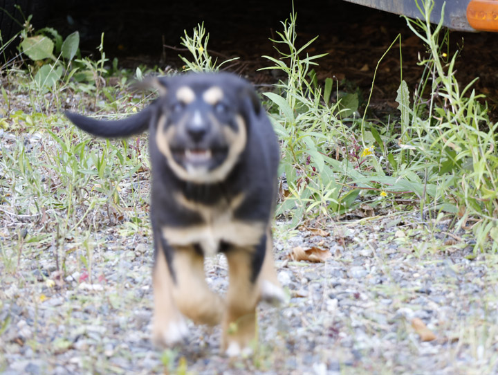 chinook dog